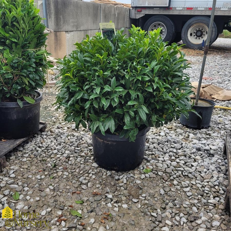 Prunus laurocerasus 'Chestnut Hill' Cherry Laurel from Home Nursery