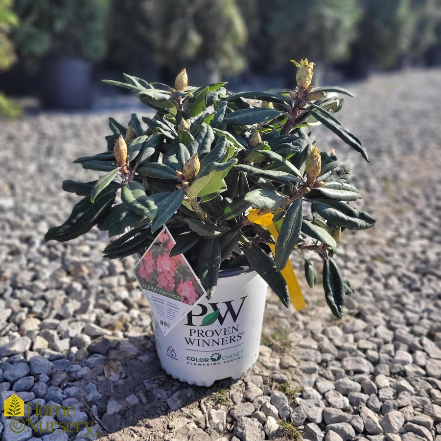 Rhododendron x Dandy Man Color Wheel® Rhododendron from Home Nursery