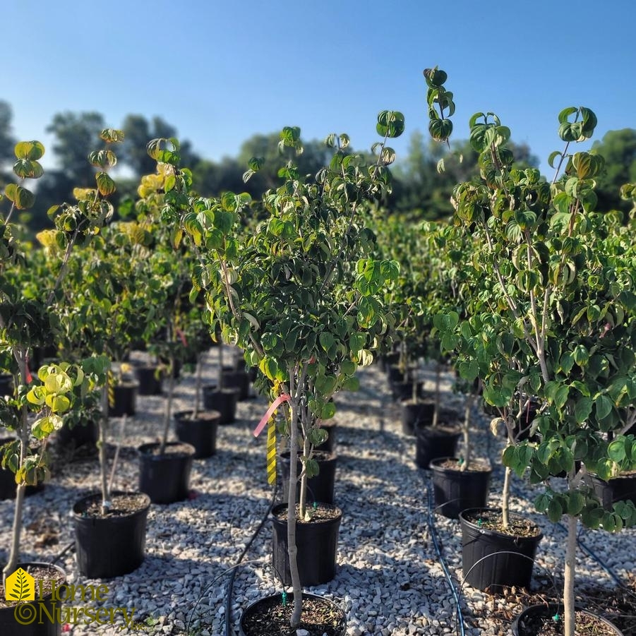 Cornus x Rosy Teacups® Dogwood from Home Nursery