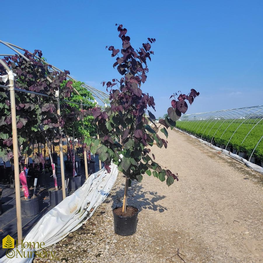 Cercis canadensis 'Burgundy Hearts® Eastern Redbud from Home Nursery