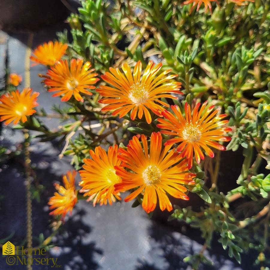Delosperma x Ocean Sunset™ Orange Vibe Ice plant from Home Nursery