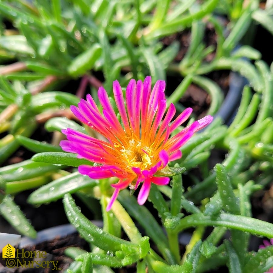 Delosperma x Ocean Sunset™ Orange Glow Ice plant from Home Nursery