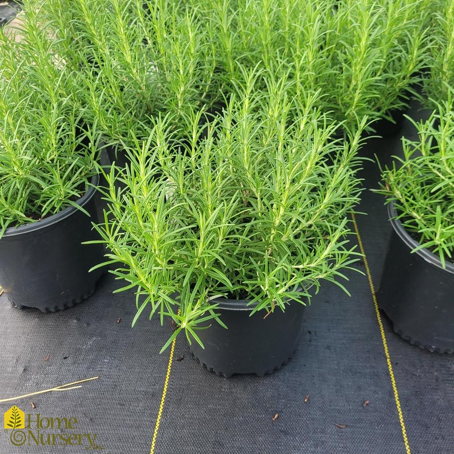 Rosmarinus officinalis 'Hill Hardy' Rosemary from Home Nursery