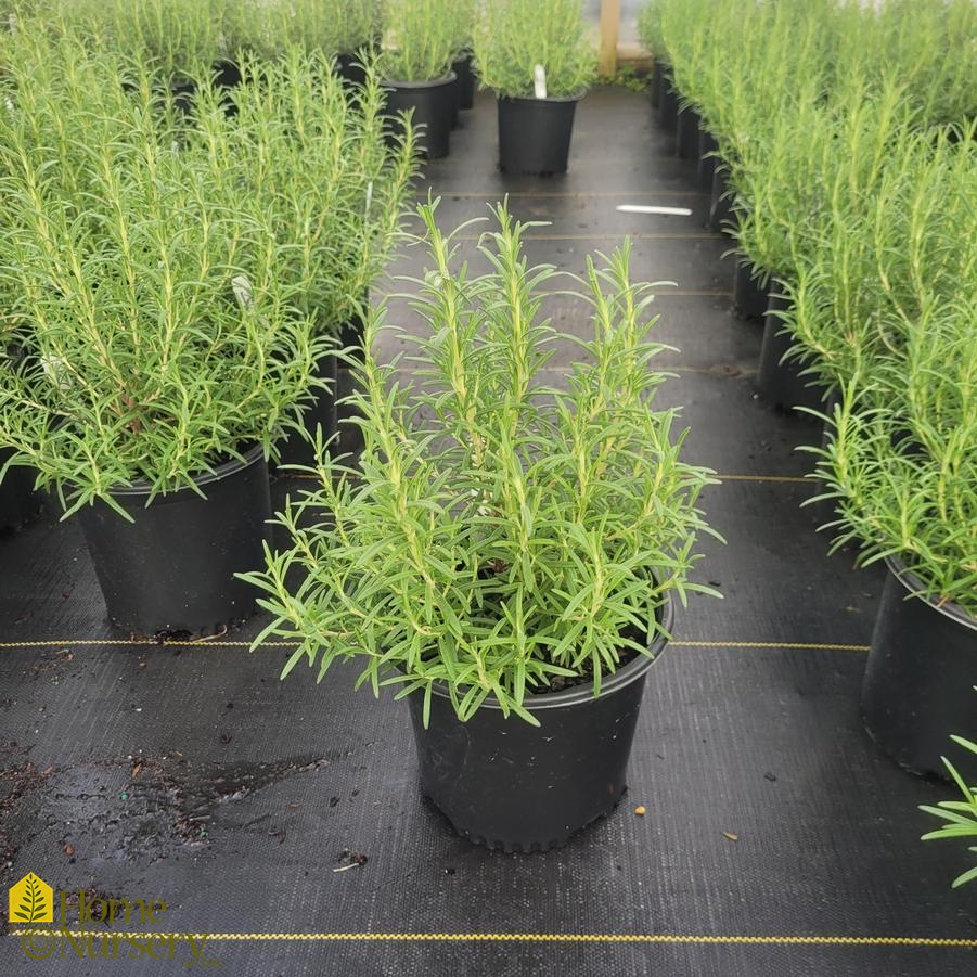 Rosmarinus officinalis 'Arp' Rosemary from Home Nursery