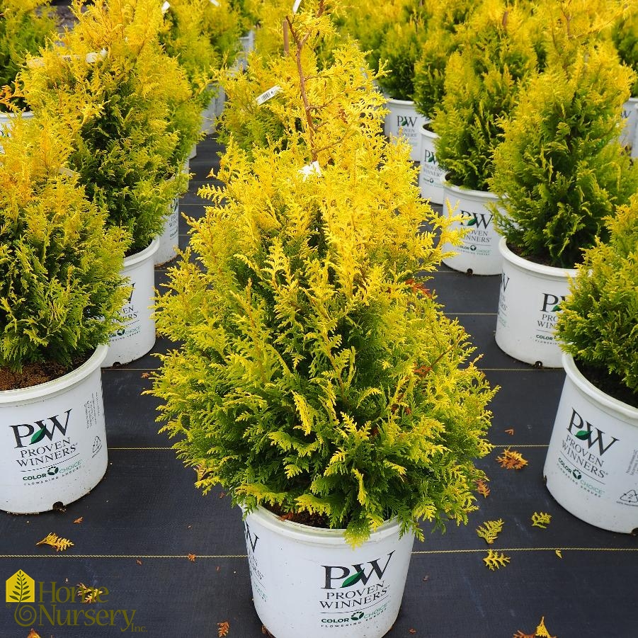 Chamaecyparis pisifera Soft Serve® Gold Sawara Cypress from Home Nursery