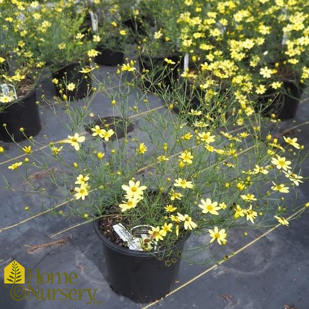 Coreopsis verticillata 'Moonbeam' Threadleaf Tickseed from Home Nursery