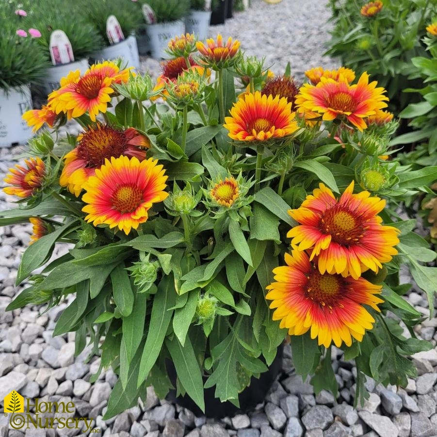 Gaillardia x grandiflora 'Mesa Bright Bicolor' Blanket Flower from Home