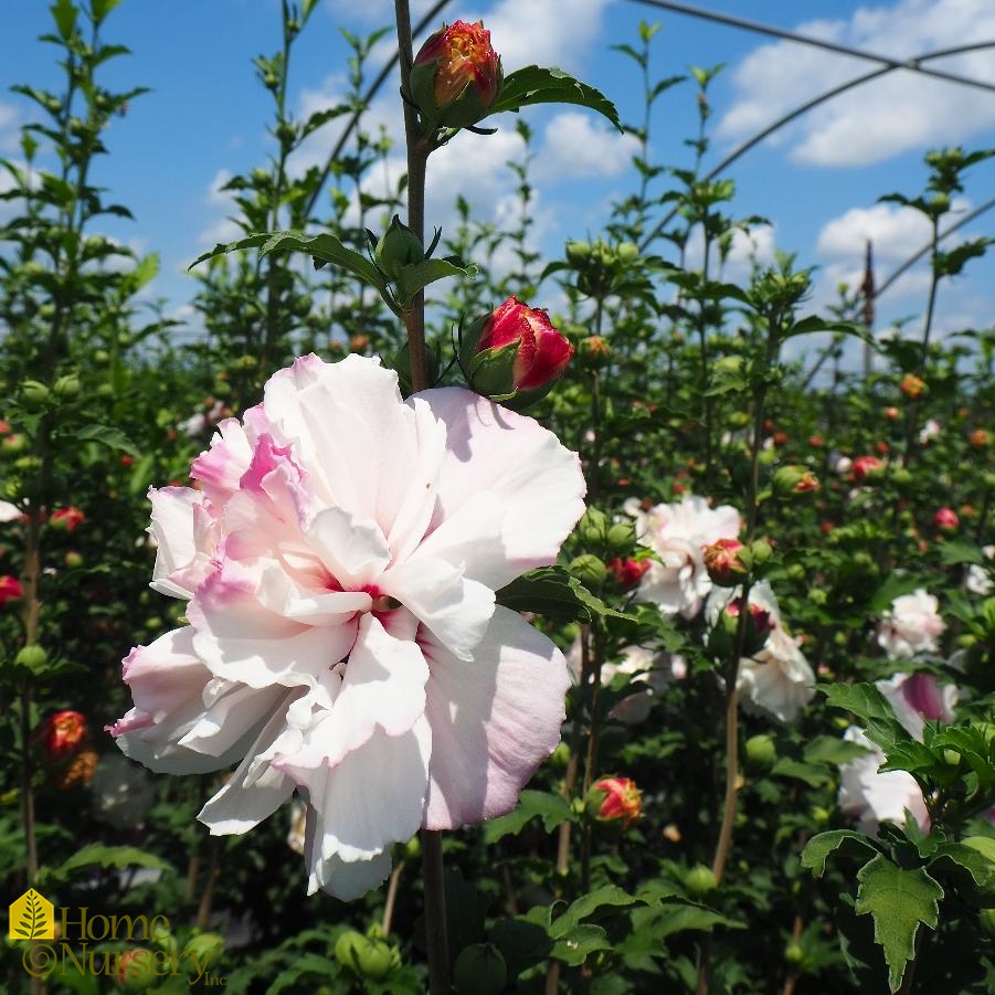 Hibiscus syriacus French Cabaret™Blush Rose of Sharon from Home Nursery