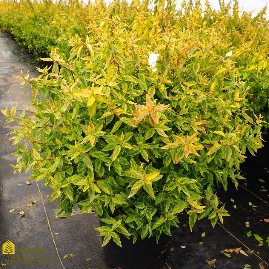 Abelia x grandiflora 'Kaleidoscope' Glossy Abelia from Home Nursery