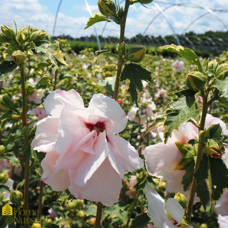 Hibiscus syriacus Sugar Tip® Rose of Sharon from Home Nursery