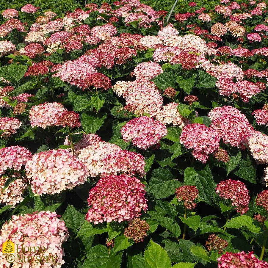 Hydrangea arborescens Incrediball® Blush Smooth Hydrangea from Home Nursery