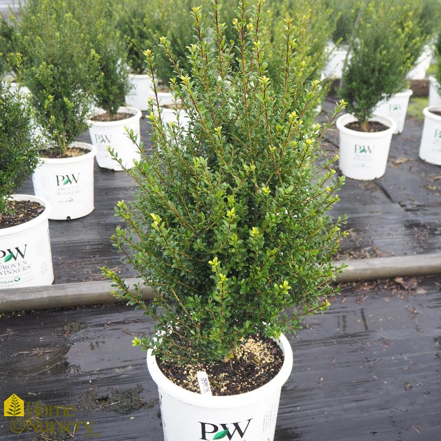 Ilex crenata Patti O Box® Japanese Holly from Home Nursery