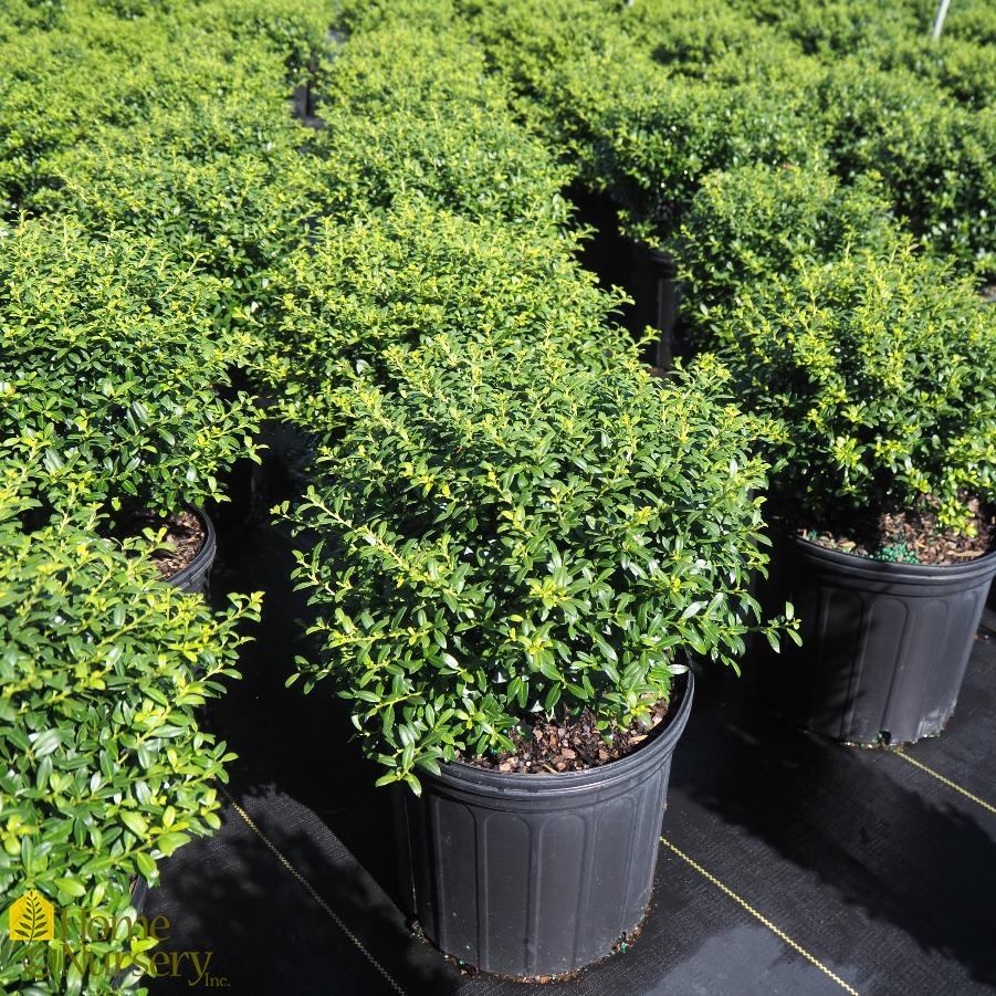 Ilex crenata 'Soft Touch' Japanese Holly from Home Nursery