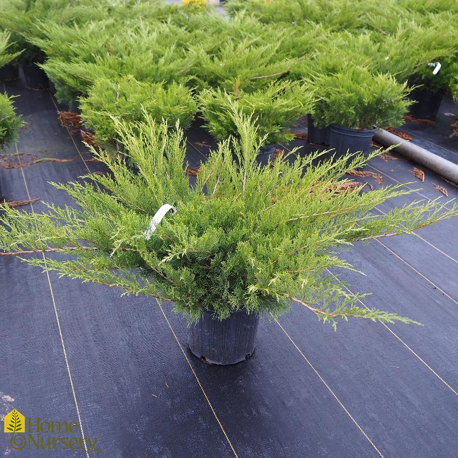 Juniperus sabina Calgary Carpet® Savin Juniper from Home Nursery