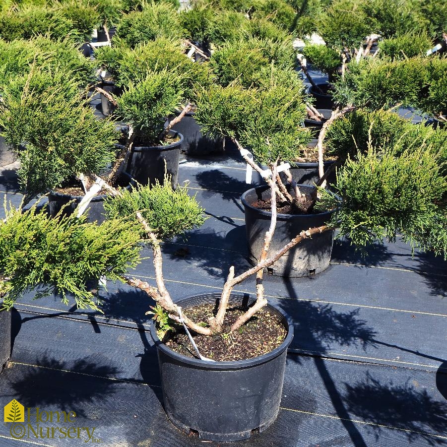 Juniperus x pfitzeriana Sea Green' Pom Pom PfitzerJuniper from Home Nursery