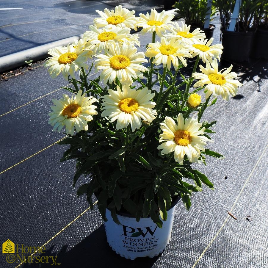 Leucanthemum superbum Amazing Daisies® 'Banana Cream' Shasta Daisy from