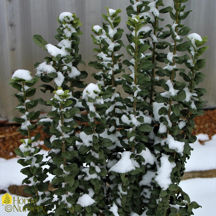 Ligustrum vulgare Straight Talk™ Common Privet from Home Nursery