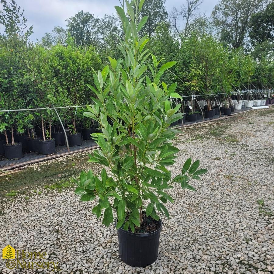 Sweetbay Magnolia Moonglow