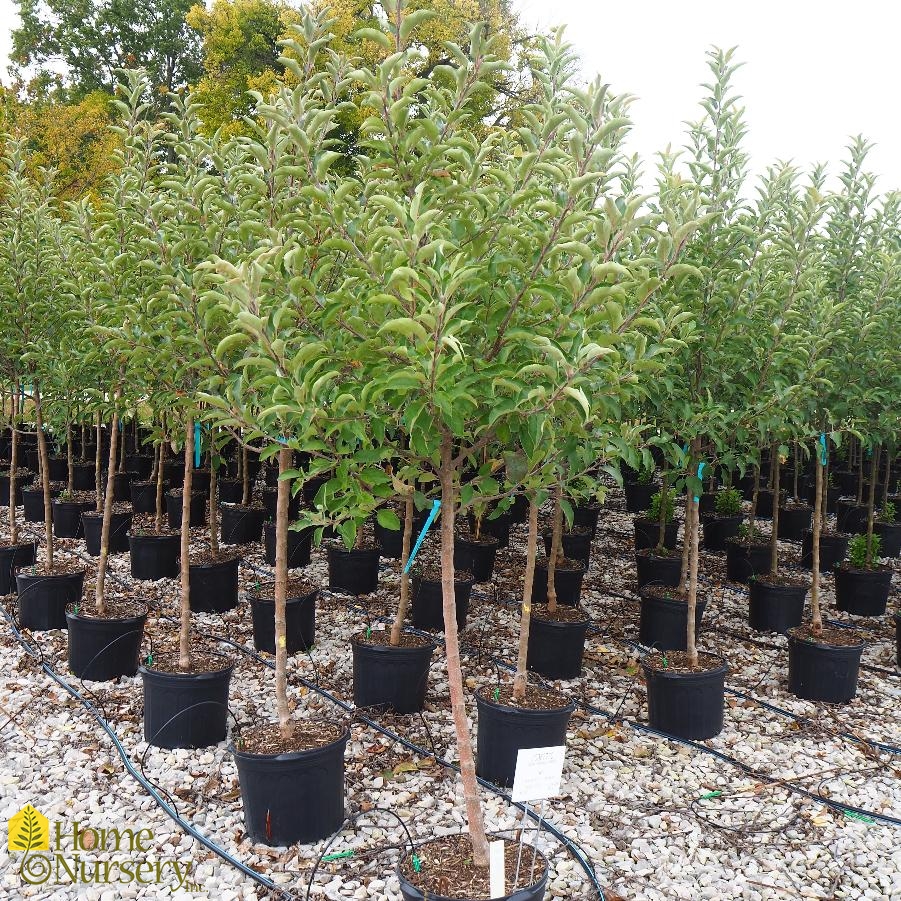 Malus domestica 'Golden Delicious' Apple Tree from Home Nursery