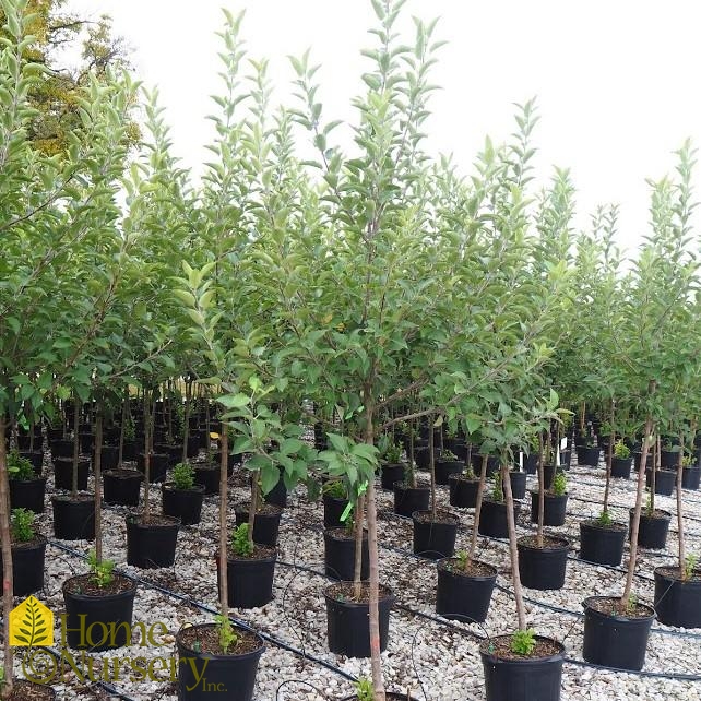 Malus domestica 'Red Delicious' Apple Tree from Home Nursery