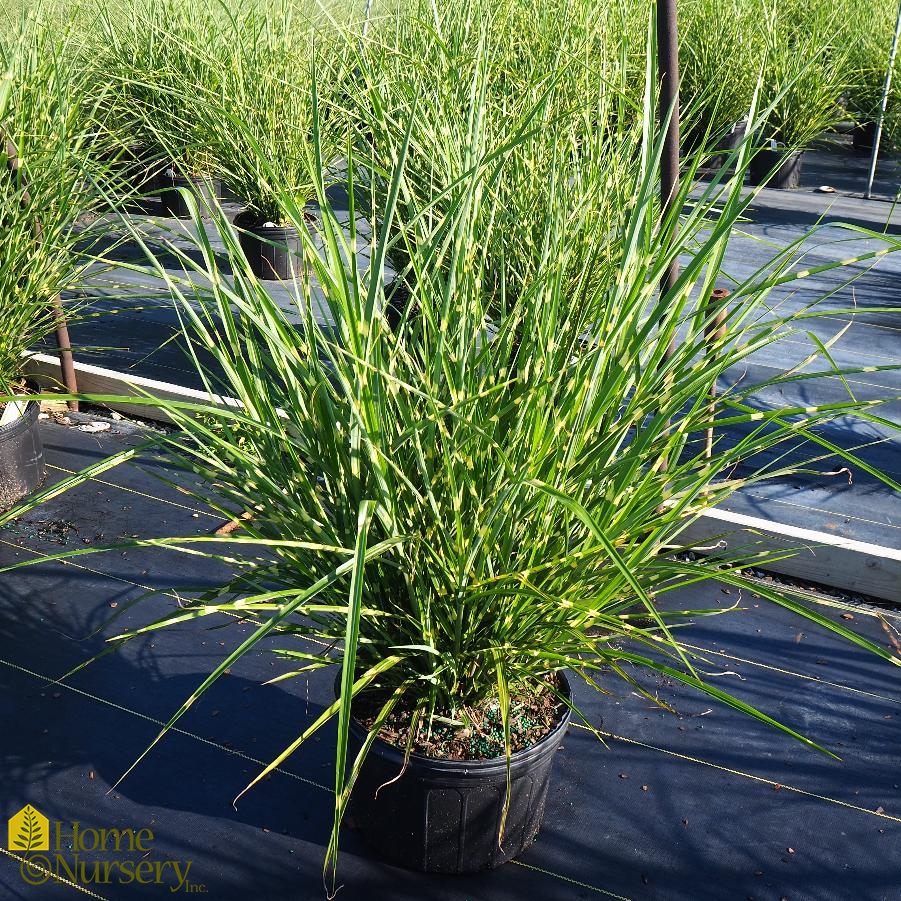 Miscanthus sinensis 'Strictus' Porcupine Grass from Home Nursery