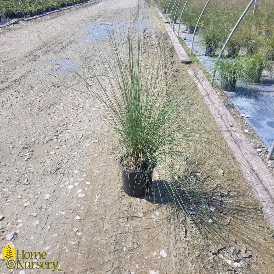 Muhlenbergia capillaris Pink Muhly Grass from Home Nursery