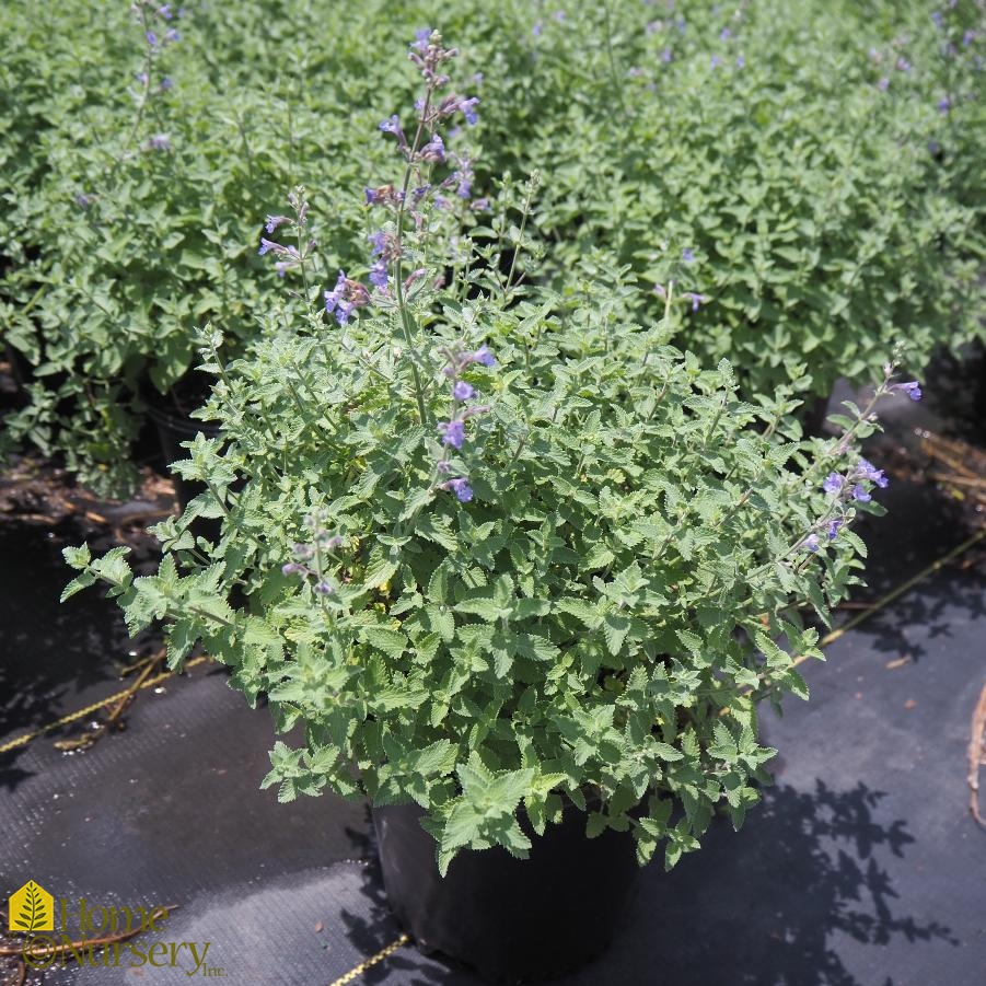 Nepeta racemosa 'Walker's Low' Catmint from Home Nursery
