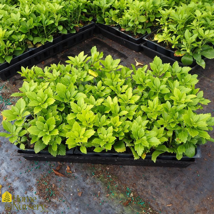 Pachysandra terminalis 'Green Carpet' Japanese Pachysandra from Home