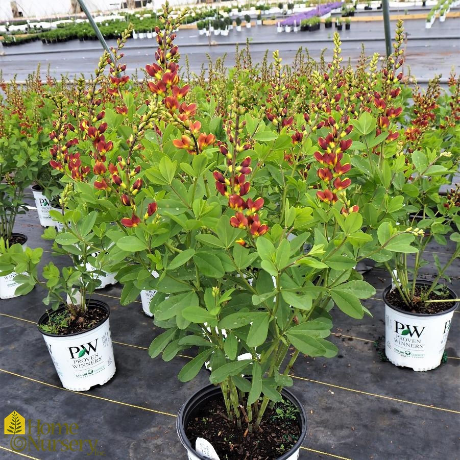 Baptisia x Decadence® 'Cherries Jubilee' False Indigo from Home Nursery
