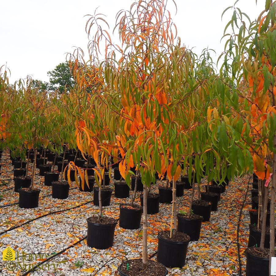 Prunus persica 'Reliance' Peach Tree from Home Nursery