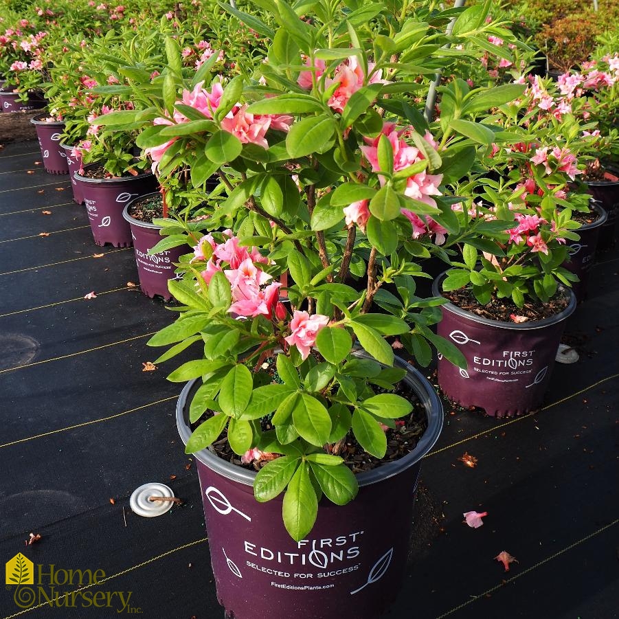 Rhododendron Electric Lights™Double Pink Azalea from Home Nursery