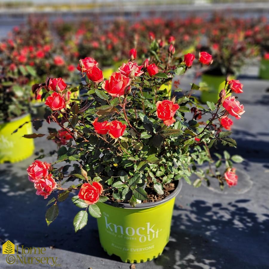 Rosa x Coral Knock Out® Rose from Home Nursery