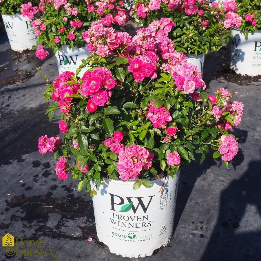 Rosa x Oso Easy® Peasy Rose from Home Nursery