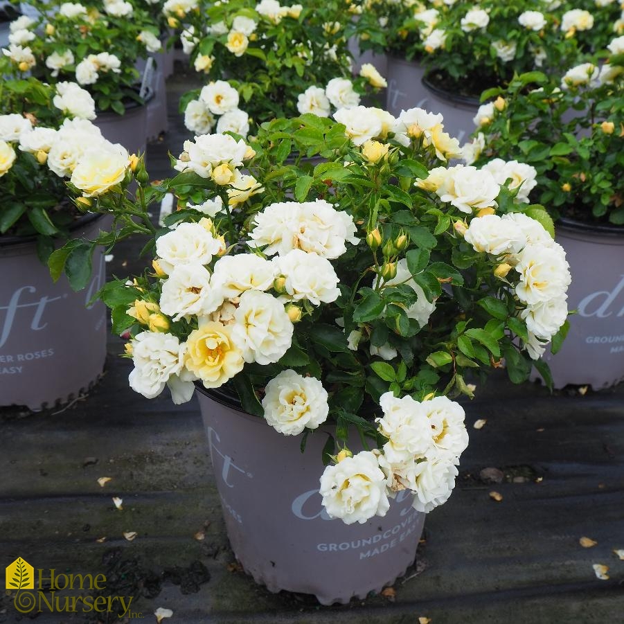 Rosa x Popcorn Drift® Rose from Home Nursery
