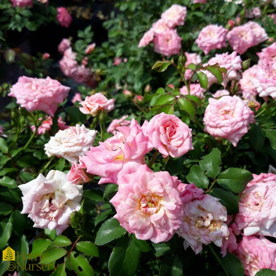 Rosa x Sweet Drift® Rose from Home Nursery