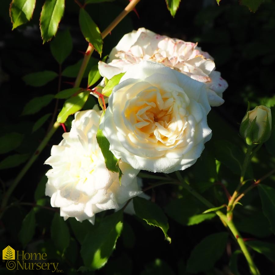 Rosa x White Drift® Rose from Home Nursery
