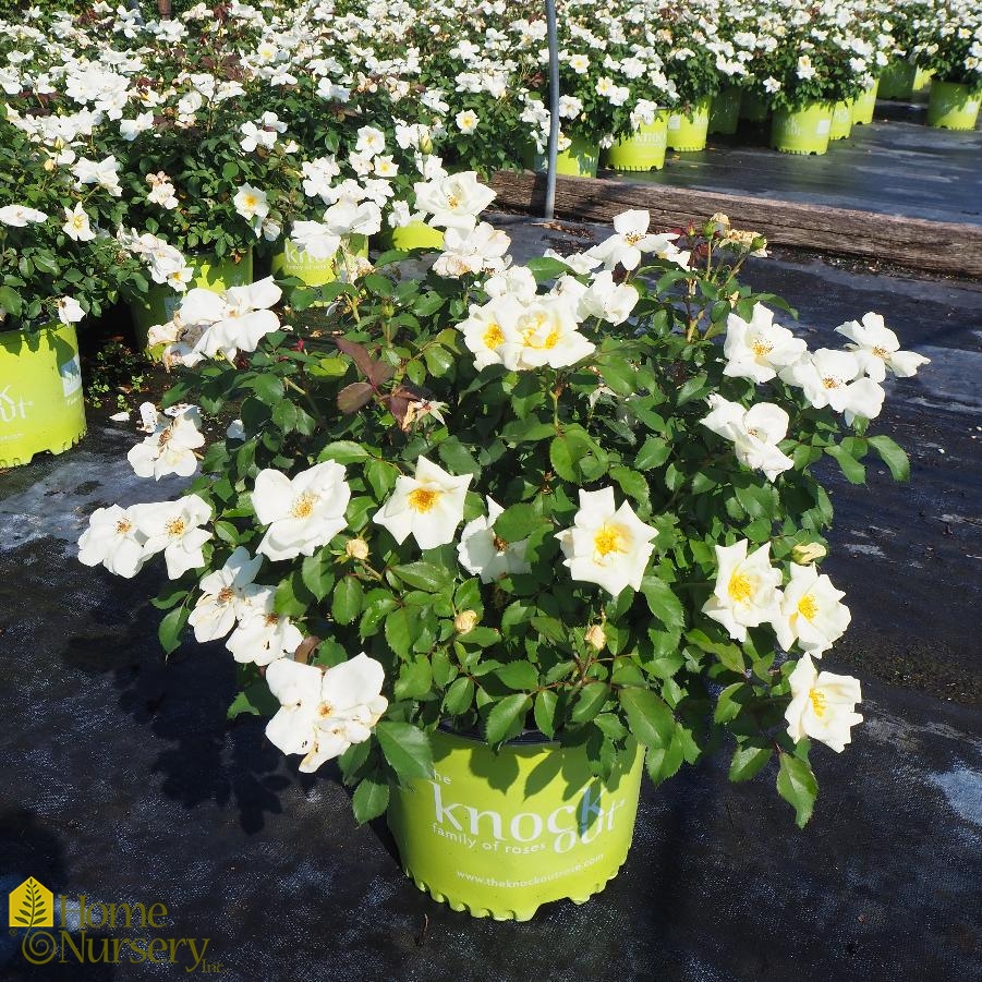 Rosa x White Knock Out® Rose from Home Nursery