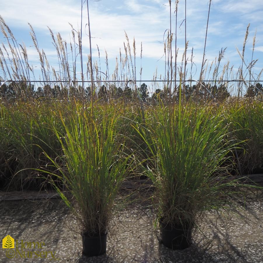 Saccharum ravennae Ravenna Grass from Home Nursery
