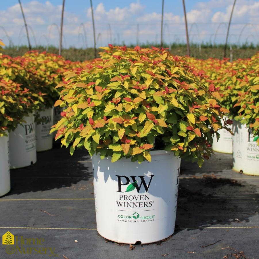 Spiraea japonica Double Play® Candy Corn® Japanese Spirea from Home Nursery