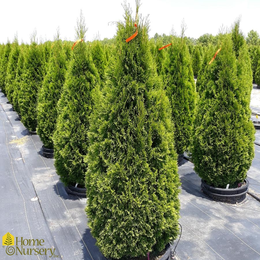 Thuja occidentalis 'Emerald Green' American Arborvitae from Home Nursery
