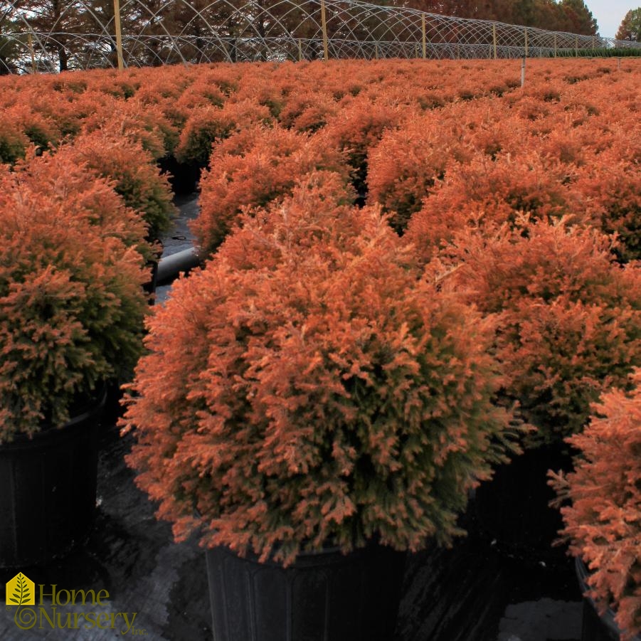 Thuja occidentalis Fire Chief™ American Arborvitae from Home Nursery