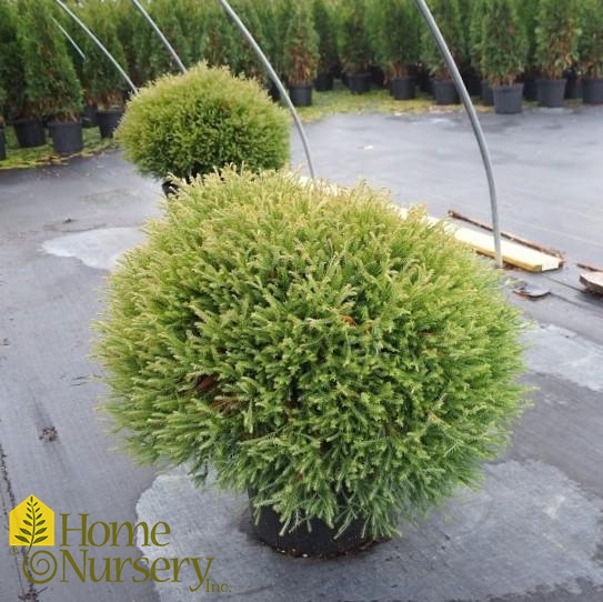 Thuja occidentalis Pancake™ American Arborvitae from Home Nursery