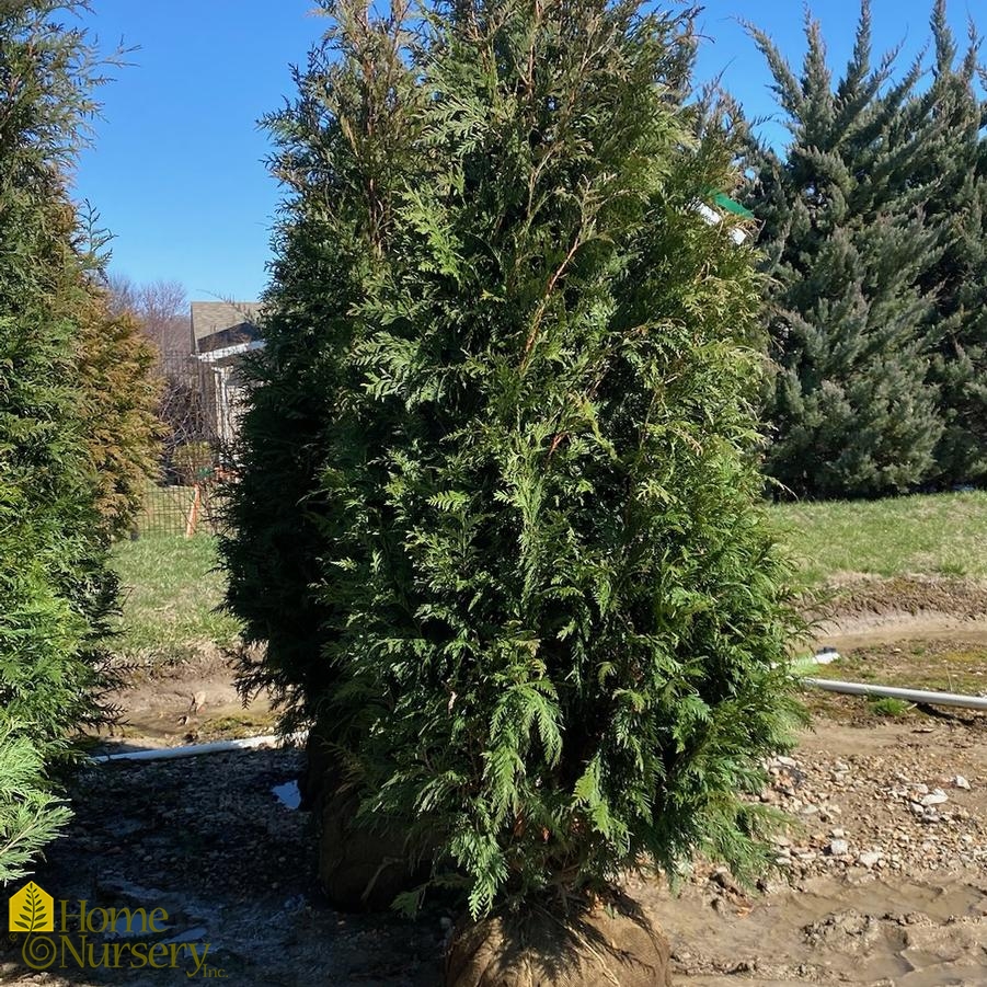 Thuja plicata 'Excelsa' Western Red Cedar from Home Nursery
