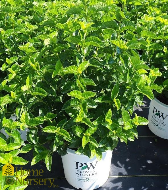 Viburnum dentatum All That Glows® Arrowwood Viburnum from Home Nursery