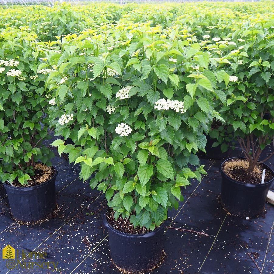 Viburnum dentatum Autumn Jazz® Arrowwood Viburnum from Home Nursery