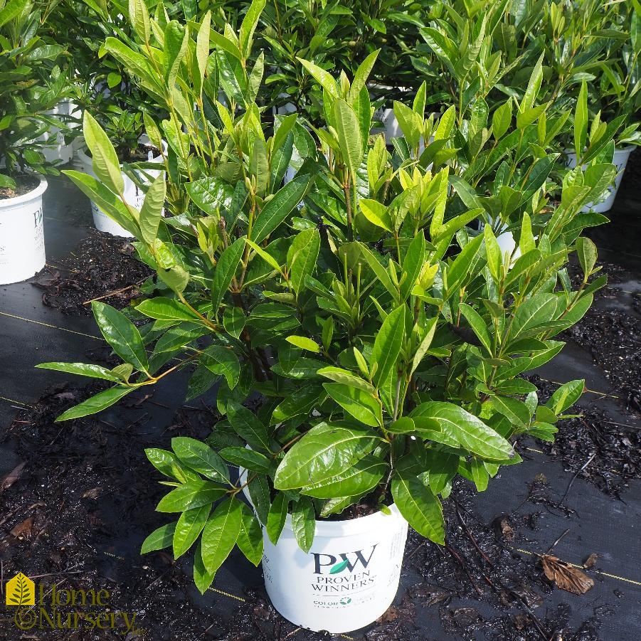 Viburnum nudum Brandywine™ Smooth Witherod from Home Nursery