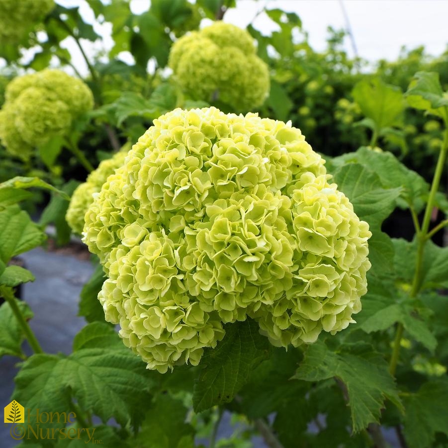 Viburnum opulus 'Sterile' European Snowball Bush from Home Nursery
