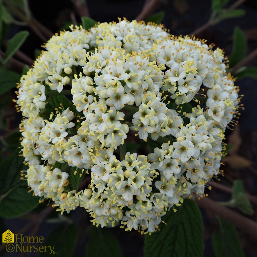 Viburnum rhytidophyllum Leatherleaf Viburnum from Home Nursery