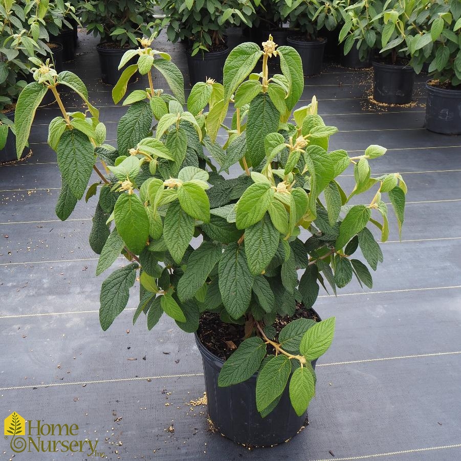 Viburnum x rhytidophylloides 'Allegheny' Lantanaphyllum Viburnum from