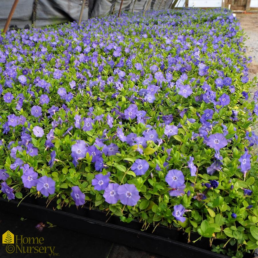 Vinca minor 'Bowles' Bowles Periwinkle from Home Nursery